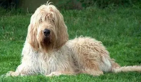 奥达猎犬的喂食要点 内脏的营养最全面 奥达猎犬的喂食要点 内脏的营养最全面