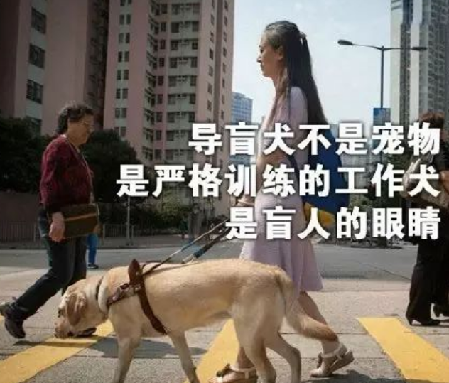 女子带导盲犬坐公交竟遭女乘客脚踹,司机怒怼:你下去! 女子带导盲犬坐公交竟遭女乘客脚踹,司机怒怼:你下去!
