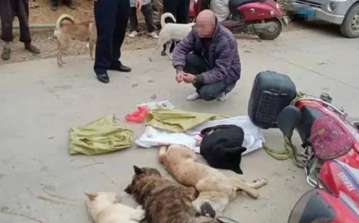 路遇小狗咬裤脚便将其带走,男子因偷狗被处行政拘留十日 路遇小狗咬裤脚便将其带走,男子因偷狗被处行政拘留十日