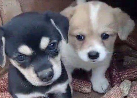 中华田园犬的悲惨处境,5元买一送一都没人要,网友:白送都不要 中华田园犬的悲惨处境,5元买一送一都没人要,网友:白送都不要