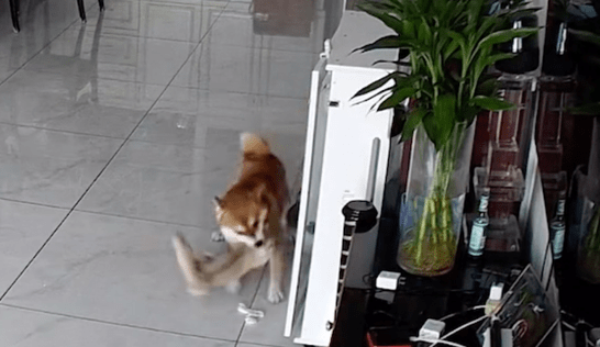 柴犬趁猫咪不备偷袭它,导致应激反应颅骨骨折,监控看得太气人! 柴犬趁猫咪不备偷袭它,导致应激反应颅骨骨折,监控看得太气人!