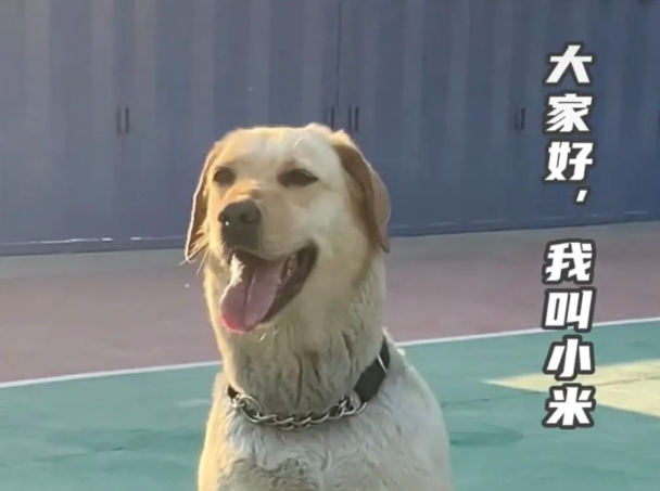 警犬去高校参加活动成团宠,直接被学生撸秃了皮:不是,你们学校正规吗? 警犬去高校参加活动成团宠,直接被学生撸秃了皮:不是,你们学校正规吗?