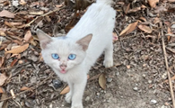 蓝眼睛的猫值钱吗