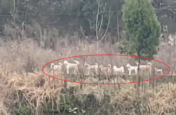 一群狗狗在路上排队，有组织有纪律的往前走，汪汪队开会聚餐啦？