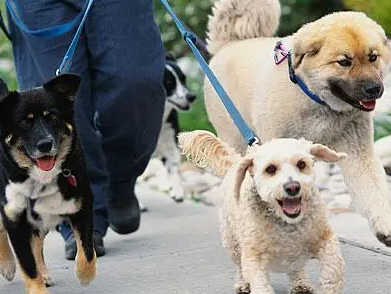 爱狗人士遛狗不牵绳,反骂老人老不死,网友呼吁禁止养犬 爱狗人士遛狗不牵绳,反骂老人老不死,网友呼吁禁止养犬