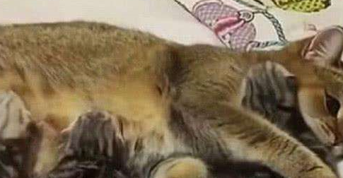 猫妈把小猫叼给铲屎官，对着铲屎官指手画脚，总感觉哪里不太对