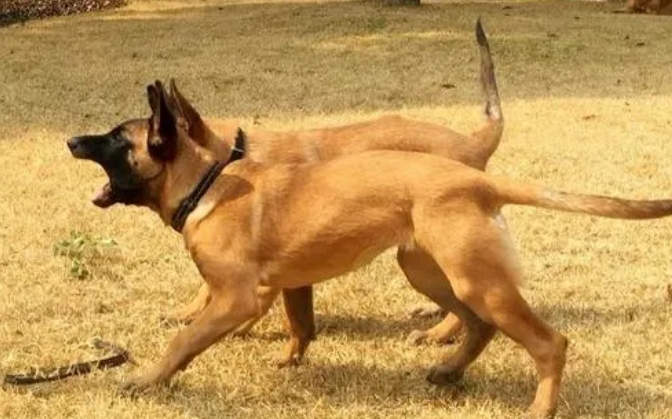 经常打马犬有什么后果 经常打马犬有什么后果