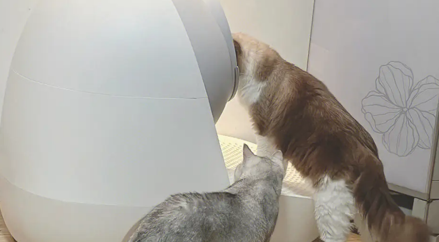 自动猫砂盆哪个牌子好