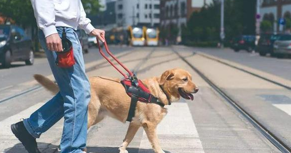 被骂哭的导盲犬主人说几乎每天被赶”