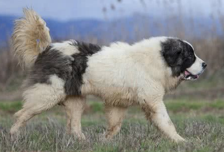具有很好防卫能力的伙伴—比利牛斯獒犬，英勇善战