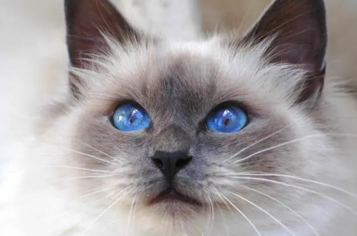 蓝眼睛的猫稀有吗