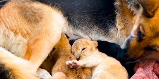 德国牧羊犬成为两只小狮子的“妈妈” 德国牧羊犬成为两只小狮子的“妈妈”