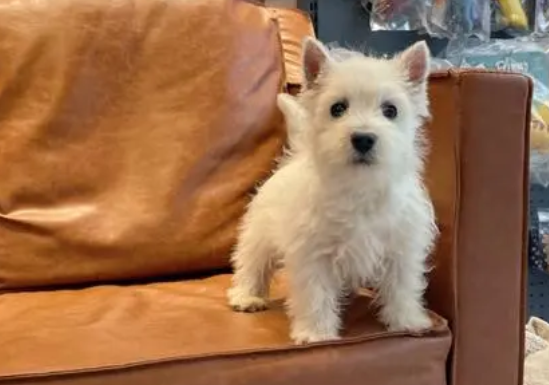 西高地犬多久拔一次毛