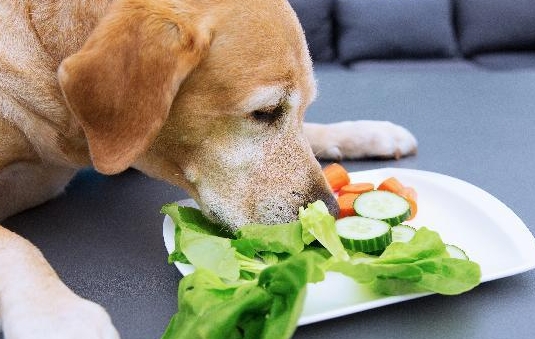 西生菜和生菜的区别是什么