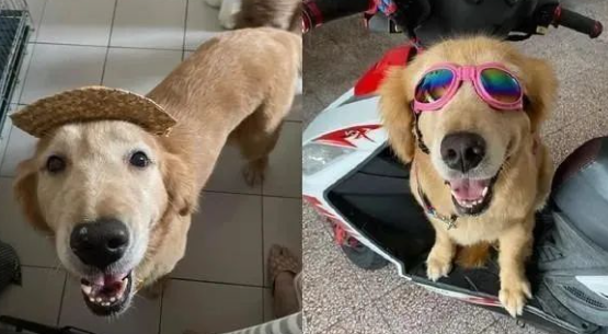 剃完新发型的黄金猎犬举脚拍肩膀:可以理一下我吗? 剃完新发型的黄金猎犬举脚拍肩膀:可以理一下我吗?