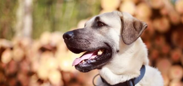 外表凶悍内心温柔,土耳其国宝坎高犬Kangal 外表凶悍内心温柔,土耳其国宝坎高犬Kangal