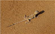 蜥蜴在沙漠中受热的动作描写
