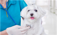 宠物医师资格证报考条件