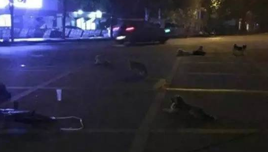 当恩人离世,这些流浪狗们选择这样的方式跟他们告别 当恩人离世,这些流浪狗们选择这样的方式跟他们告别