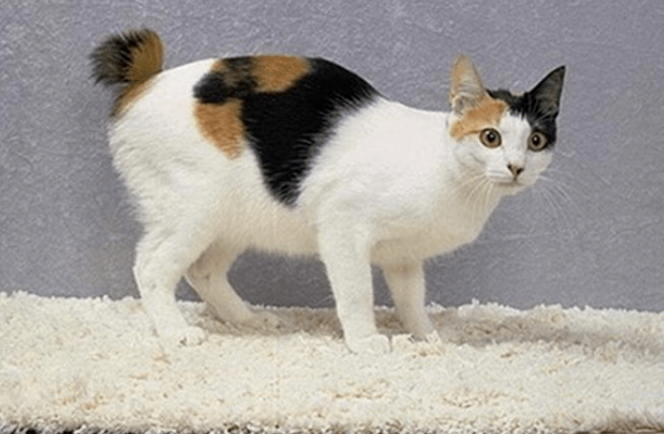 猫界3大“臭猫”和3大“香猫”,你养了哪种? 猫界3大“臭猫”和3大“香猫”,你养了哪种?