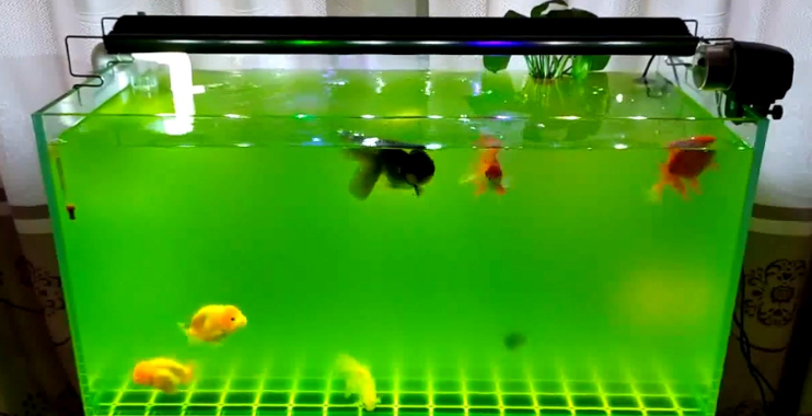 怎么让鱼缸水清澈透亮 怎么让鱼缸水清澈透亮