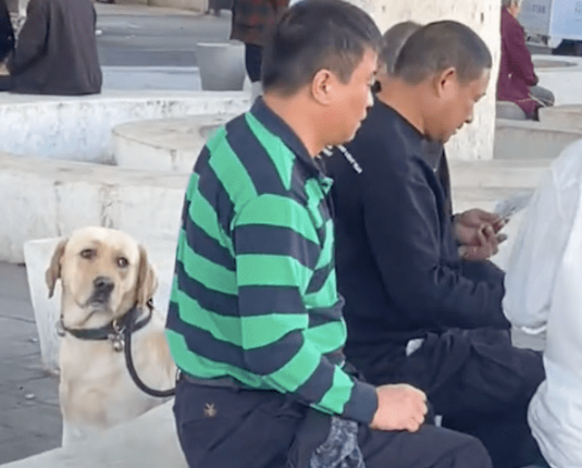 爸爸出门遛狗其实去打牌，狗狗坐在旁边一脸生无可恋：气死我了！
