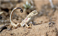 内蒙古沙漠蜥蜴品种