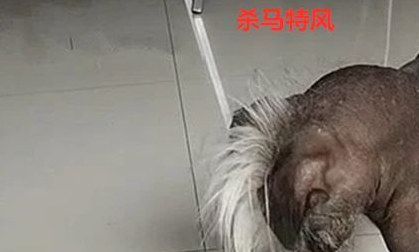 朋友养的狗究竟有多丑？小强：大哥我走了，有生之年让我吃顿饱饭