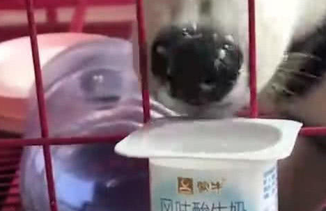 二哈隔着铁笼吃酸奶,表情浮夸引主人发笑,二哈:这酸爽你懂什么 二哈隔着铁笼吃酸奶,表情浮夸引主人发笑,二哈:这酸爽你懂什么