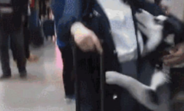 哈士奇去接女主人回家，结果二哈太兴奋，给了女主人一个回旋踢