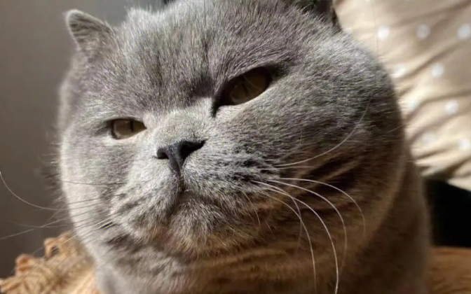 蓝猫怎么养才听话 蓝猫怎么养才听话