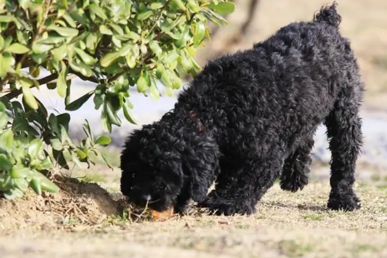 认识你最爱的宠物(长卷毛猎犬) 认识你最爱的宠物(长卷毛猎犬)