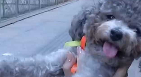 爱犬宠物医院洗澡后偏瘫 院方解决方案却未兑现 