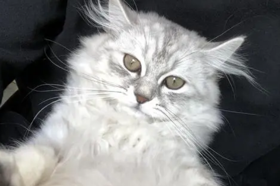 怎么判断是不是高地猫