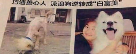 女孩捡了只丑八怪狗回家,被各种嫌弃,1年后它竟变成治愈系天使 女孩捡了只丑八怪狗回家,被各种嫌弃,1年后它竟变成治愈系天使