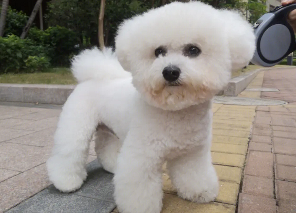 最好养的小型犬