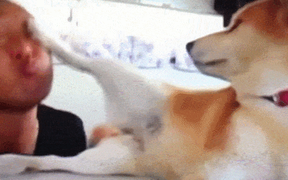 柴犬:想亲我,这辈子你都别想了,网友:这狗子内心住着一只喵 柴犬:想亲我,这辈子你都别想了,网友:这狗子内心住着一只喵