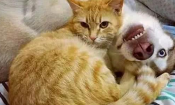 橘猫生下一窝小奶猫,并认哈士奇做干爹,不久后的变化令主人头疼 橘猫生下一窝小奶猫,并认哈士奇做干爹,不久后的变化令主人头疼