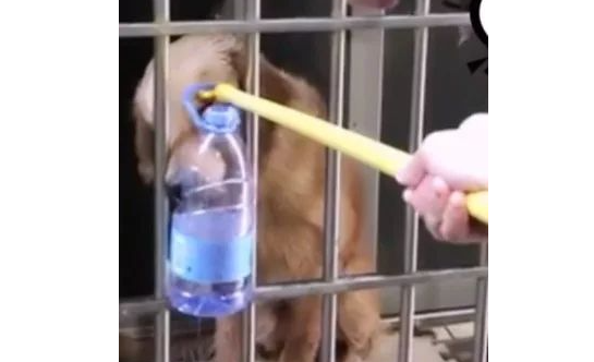 主人困湖北黄金猎犬惨被断粮!好心邻居“用这招”救它一命 主人困湖北黄金猎犬惨被断粮!好心邻居“用这招”救它一命