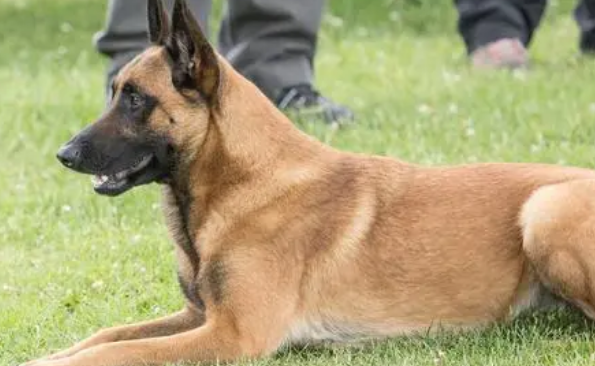马犬怎么训练听话视频教程 马犬怎么训练听话视频教程