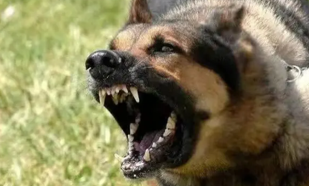 惨！女童被恶犬撕咬受伤严重，狗主人被抓！如何处置却引争议！