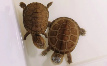 西非对水质要求高吗