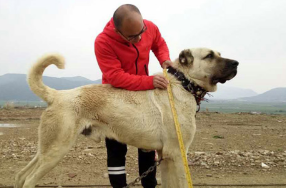 你所不了解的,关于土耳其国宝——坎高犬的那些事 你所不了解的,关于土耳其国宝——坎高犬的那些事