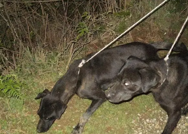 这几种“国产猎犬”都很厉害,可惜数量已经不多了! 这几种“国产猎犬”都很厉害,可惜数量已经不多了!