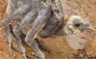 蜘蛛鸡是什么样子的
