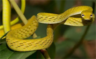 农村常见的黄颜色的蛇有毒吗