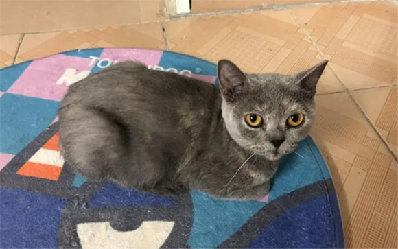 蓝猫能长到多少斤 蓝猫能长到多少斤