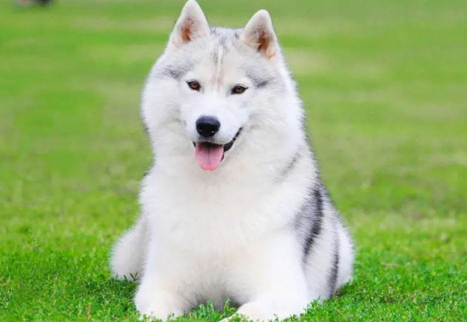 现在国内宠物犬的数量