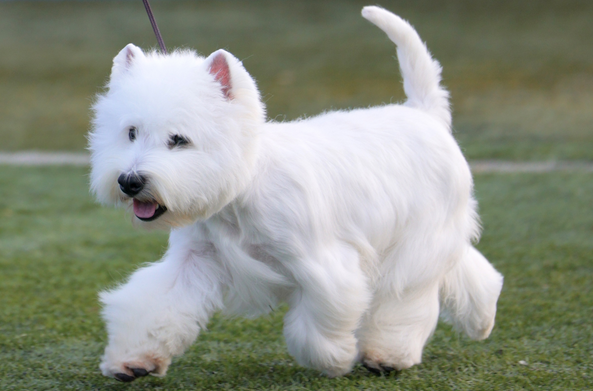 西高地犬多少钱一只