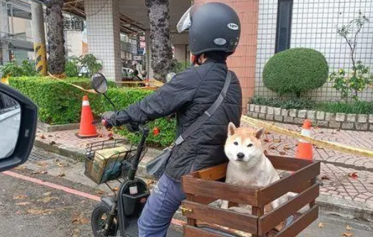 柴犬有专属司机载着兜风,网友:可爱就是有特权! 柴犬有专属司机载着兜风,网友:可爱就是有特权!